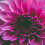 The Advantages of Local Sourcing: Long Beach Plant Nurseries