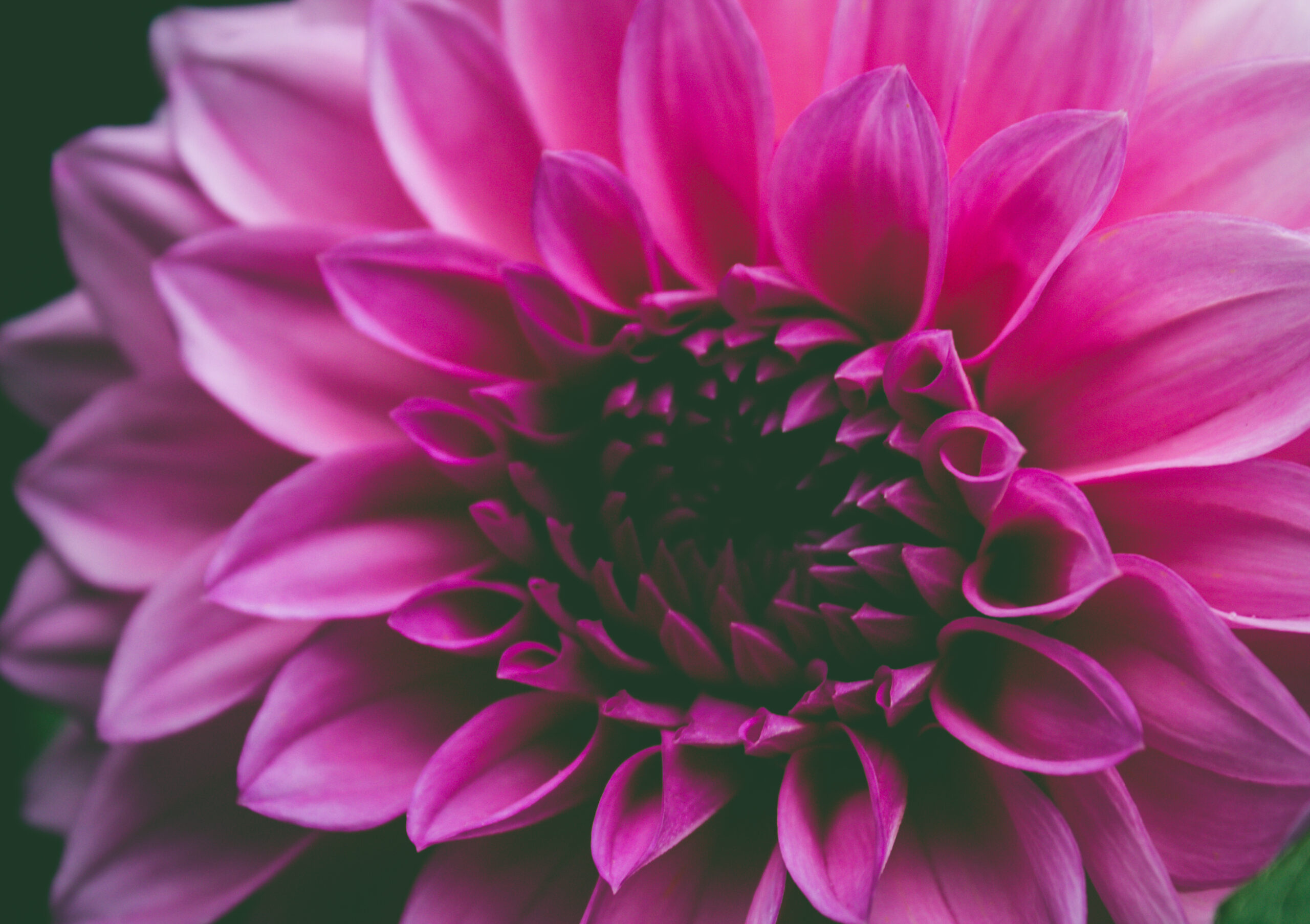 The Advantages of Local Sourcing: Long Beach Plant Nurseries