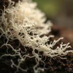 Combining Ganoderma Lucidum Spore Powder with Herbal Teas for Holistic Health